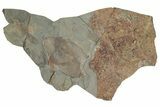 Partial Giant Radiodont (Aegirocassis), Xiphosurida & Trilobite #212391-2